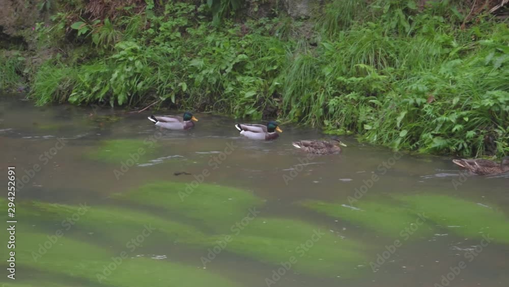 Mallards swimming along a river together Mallards swimming along a river together