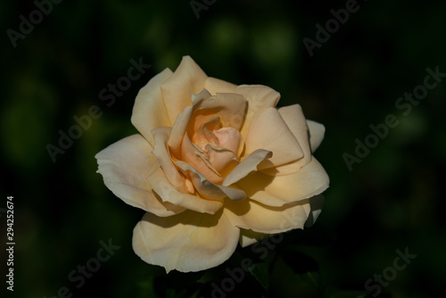 Sunny portrait of a  yellow Lions rose bloom