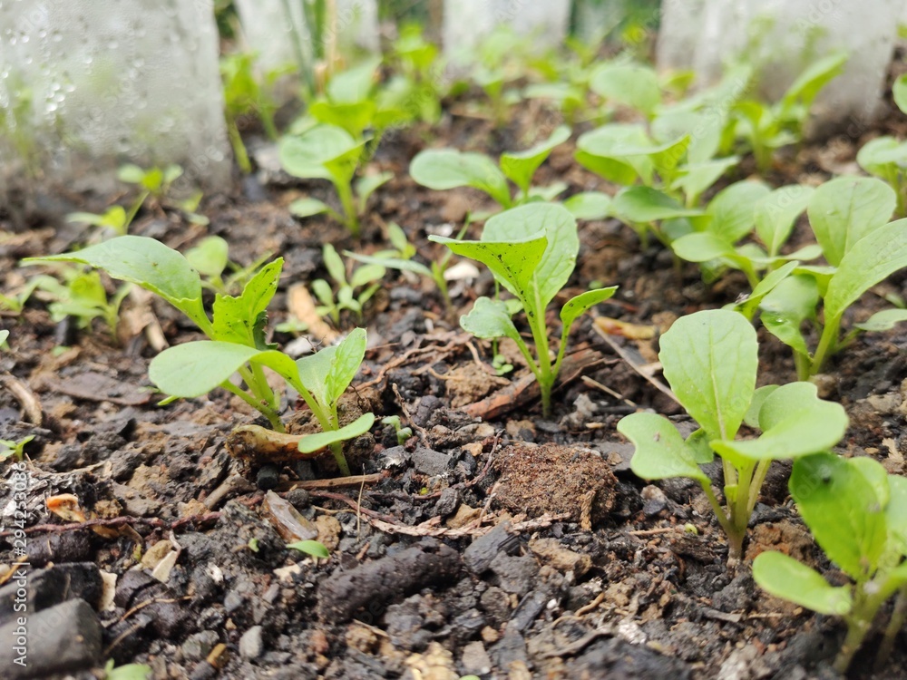 young tomato plant young tomato plant