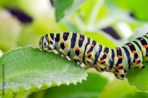 Caterpillar of the Machaon crawling on green leaves, close-up