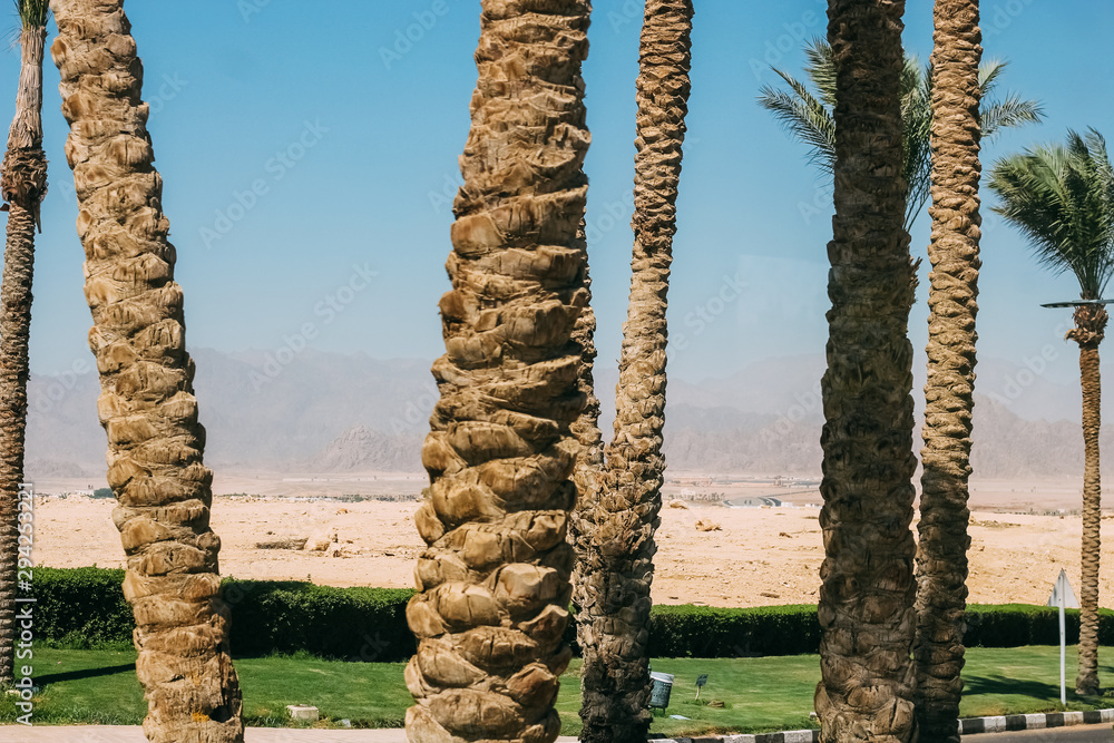 Obraz premium Palm trees on the background of the city