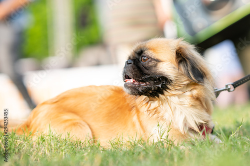 cute pekingese dog on the grass photo