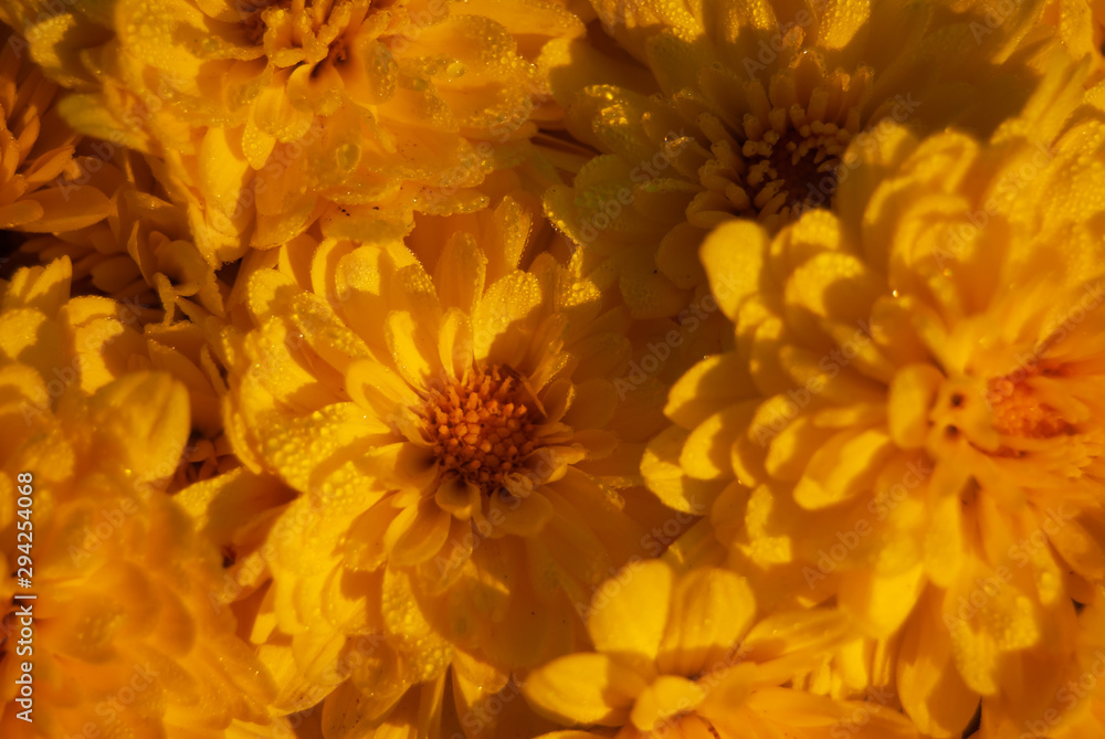 Fototapeta premium Yellow Mums