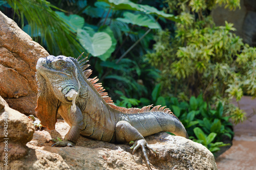 Iguana posing on the rock