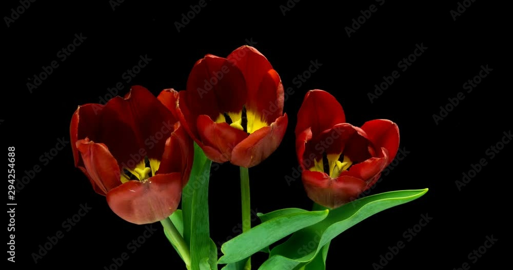 Timelapse of red tulips flower blooming on black background. Timelapse of red tulips flower blooming on black background.