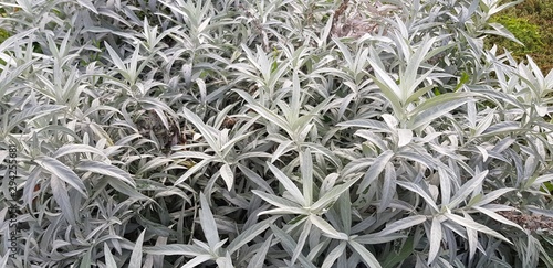White sage plants (Artemisia ludoviciana) photo