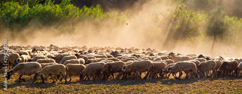 Tableau sur toile Flock of sheep