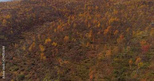 Malla natural park, Aerial, tilt up, drone shot, over golden orange dwarf birch forest, towards pikku-malla and iso-Malla, in the background, on a cold, fall day, in Kilpisjarvi, Enontekio, Finland