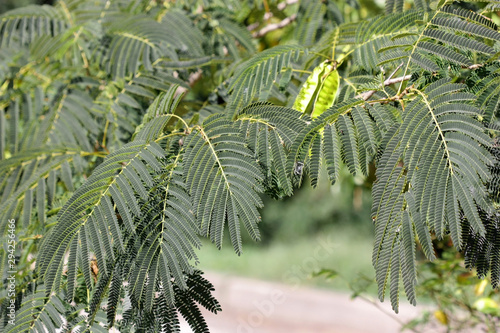  Tree silk acacia branches and pods close-up.  Fabaceae Family. Albizia julibrissin.