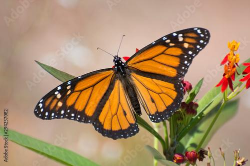 Butterfly 2019-126 / Monarch butterfly (Danaus plexippus)