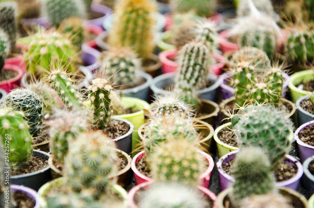 Cacti cactus Cacti cactus
