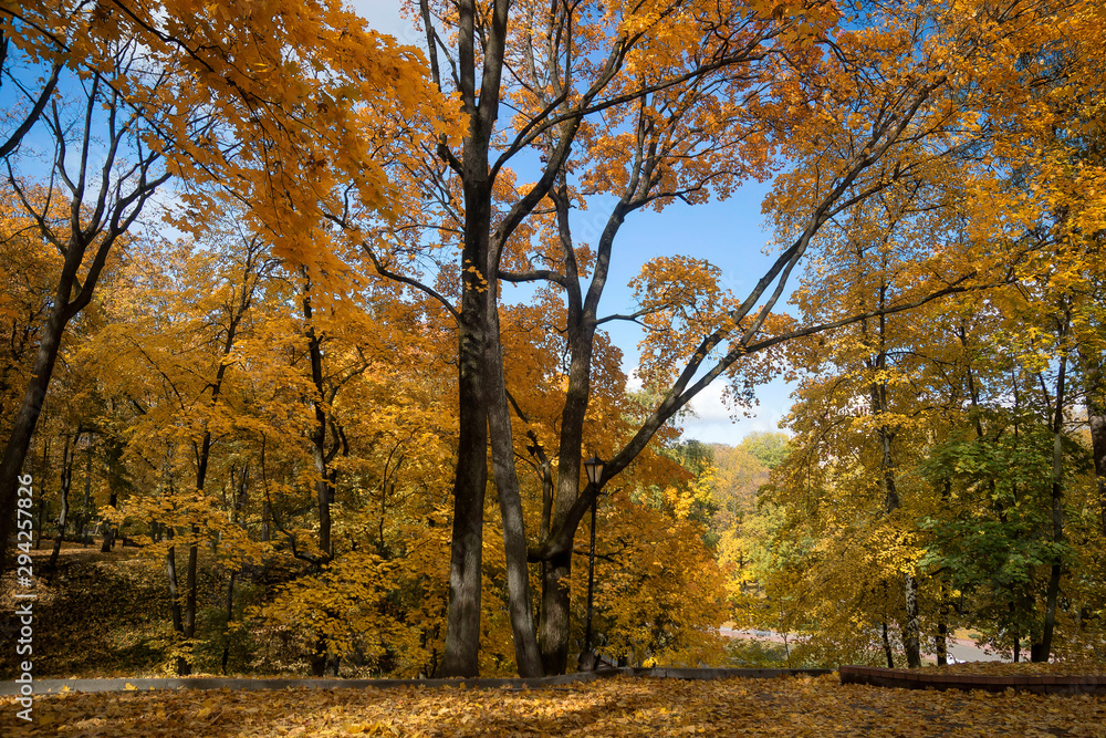 Autumn sunny day in the park. Yellow leaves on the trees, bench.