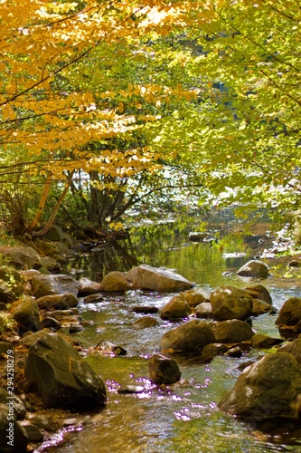 Babbling brook beneath a canopy of yellow and green trees
