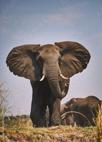 Huge elephant, Loxodonta africana.