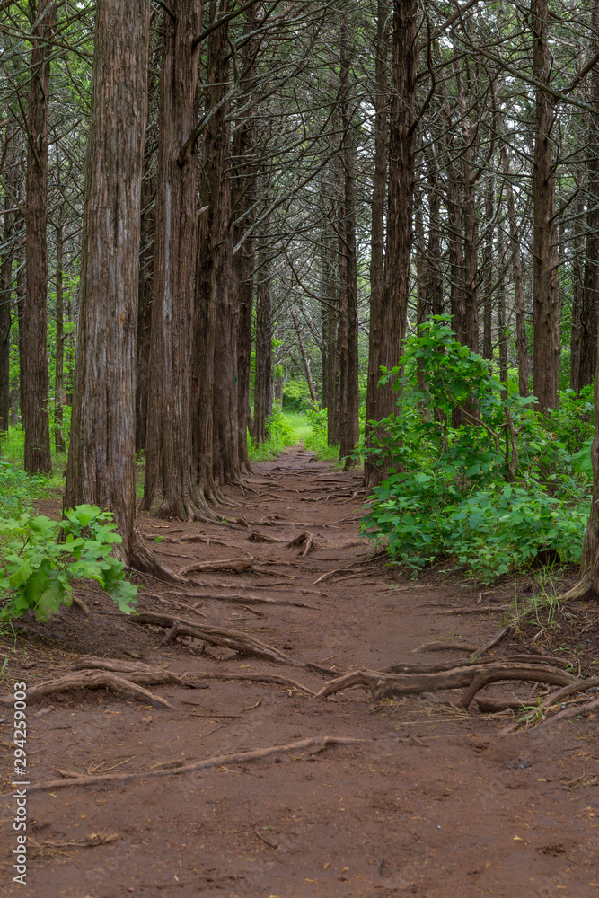Pathway Through the Trees in the Parallel Forest, Whitchita Wildlife Refuge, Oklahoma