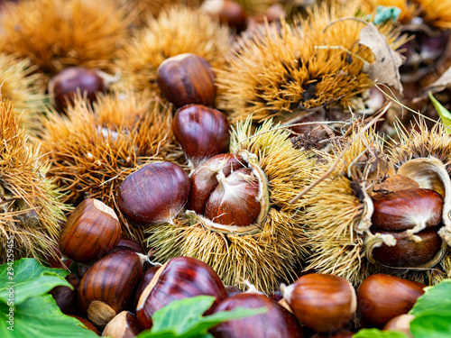 Group of chestnuts typical autumnal fruit