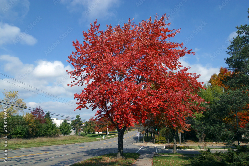 Naklejka premium red maple tree in autumn