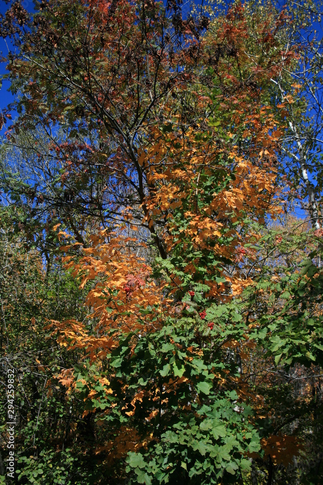autumn tree colours