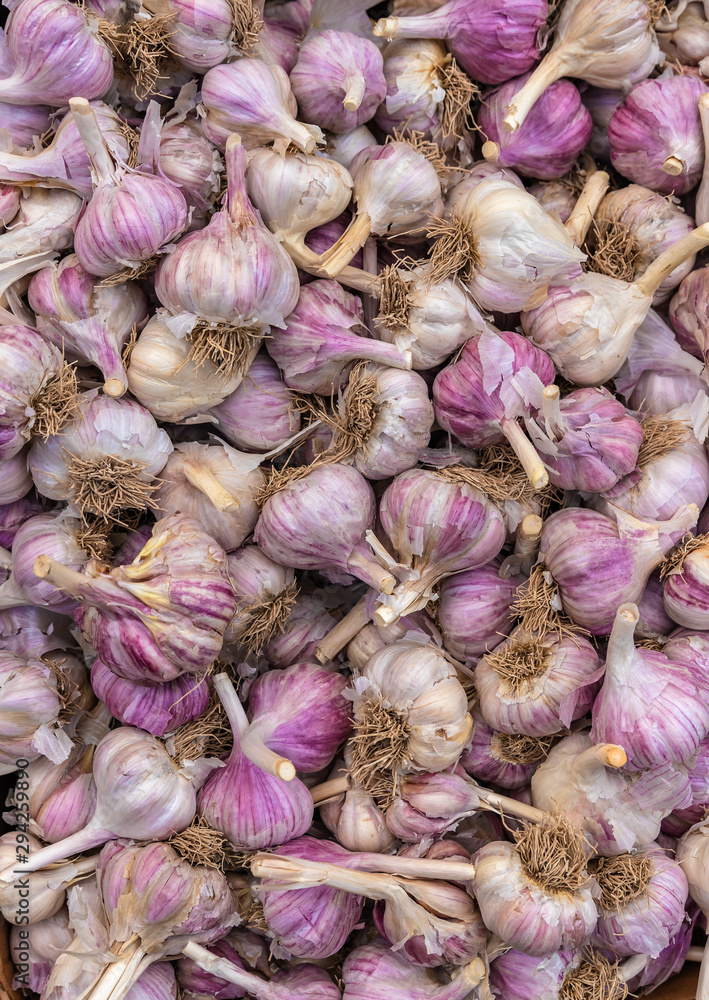 Heap of pink garlic cloves for background texture, close-up, top view, copy space for text