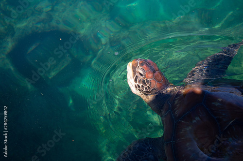 Chelonia mydas turtle peaking out of the water at the Kélonia museum on Réunion island