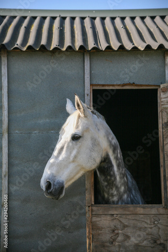 A grey horse sticks its head out of a stable