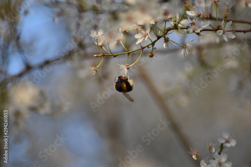 Printemps
