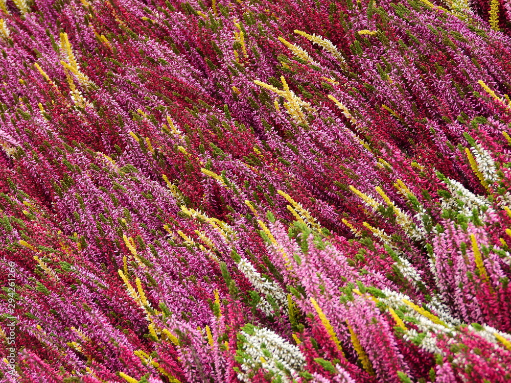 Flower Market in Milan - Heather Flower Market in Milan - Heather