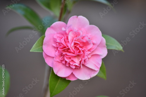 Pivoine Eclatante