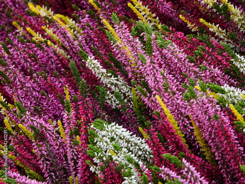 Fotografia Flower Market in Milan - Heather