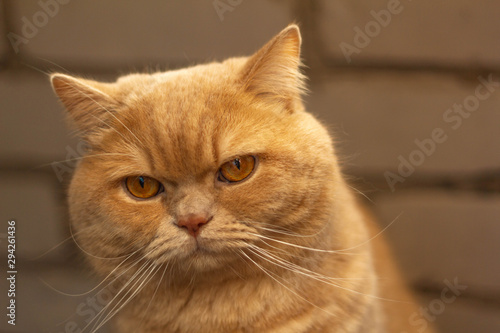 Angry, sleepy, lonely British redhead cat on a brick wall background