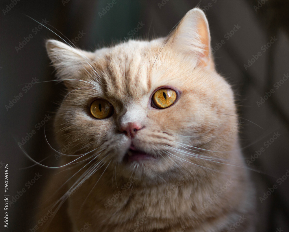 Surprised, focused British redhead cat on a brick wall background.