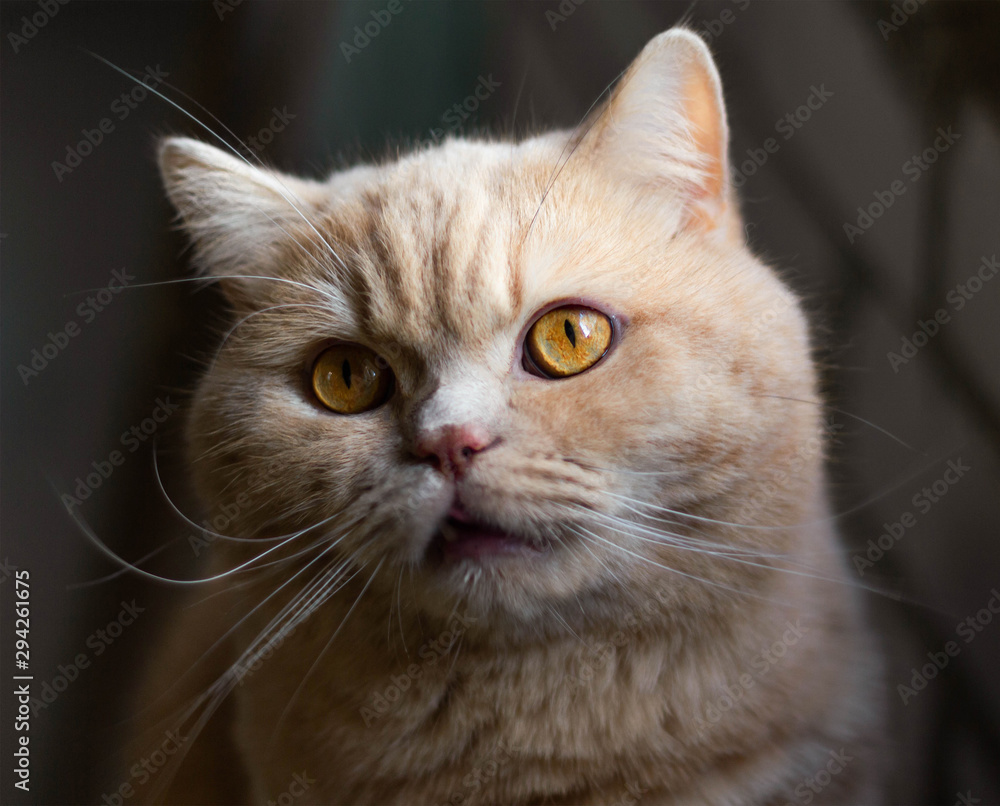 Surprised, focused British redhead cat on a brick wall background. Surprised, focused British redhead cat on a brick wall background.