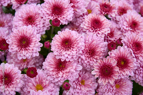 Decorative composition of pink chrysanthemum flowers  autumn bouquet. Pink chrysanthemum in autumn garden.