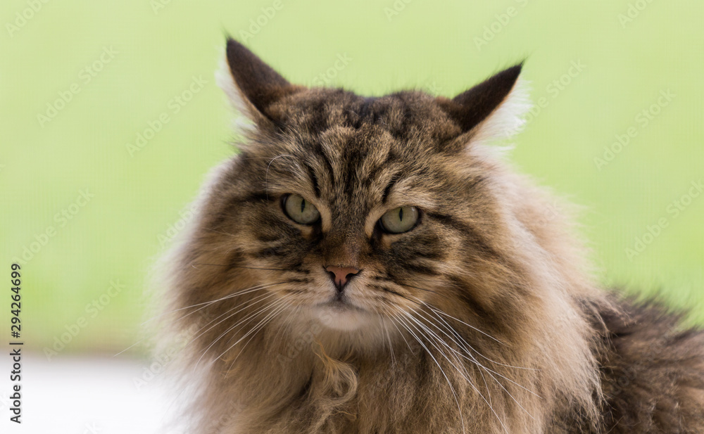 Beautiful brown tabby cat of siberian breed in relax in a house. Hypoallergenic animal of livestock