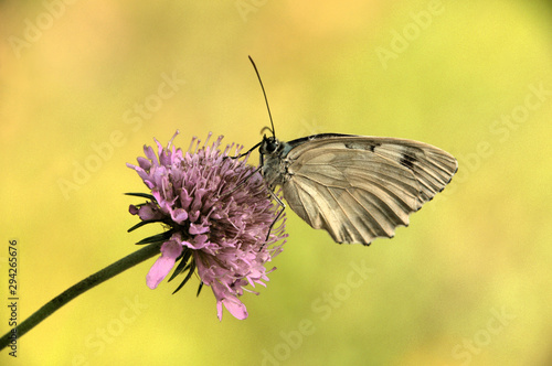 White ButterflyMelenargia galathea; marbled white butterfly in Tuscan meadow