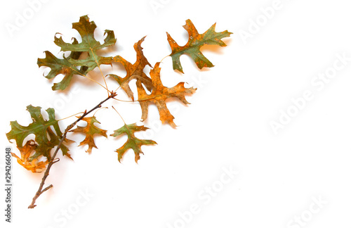 Branch Oak Leaves
