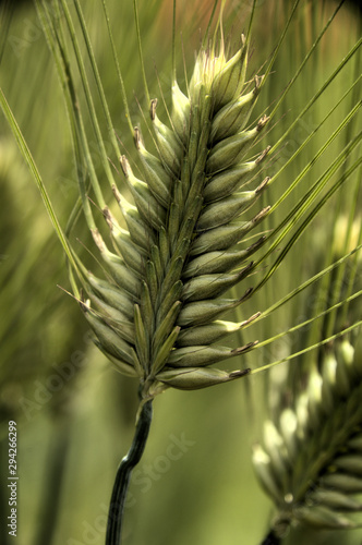 Ear of Barley landrace in Swiss kitchen garden photo