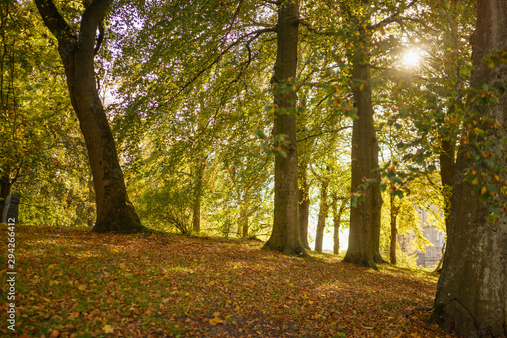 Autumn view from Park Orange leaves drop down 