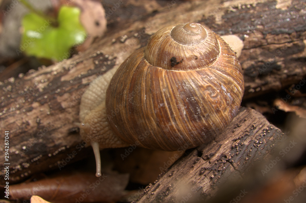 Helix pomatia; escargot, or edible snail, in Swiss woodland Helix pomatia; escargot, or edible snail, in Swiss woodland