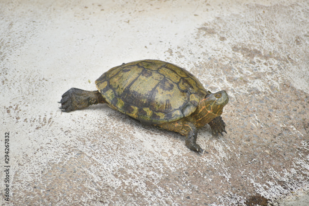 Obraz premium Turtle