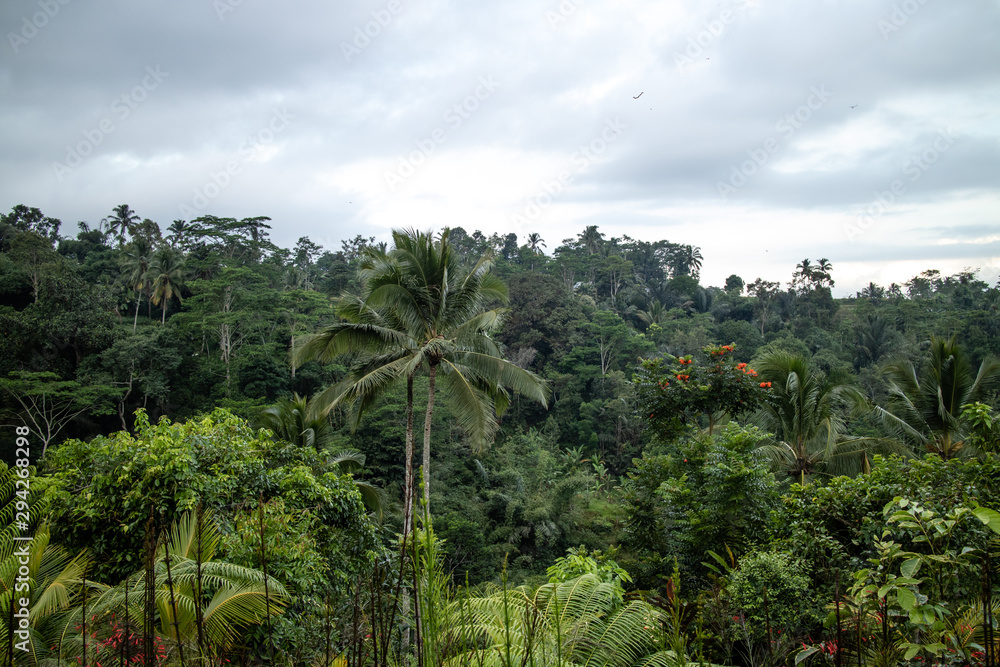 A view of tropical trees and skyline