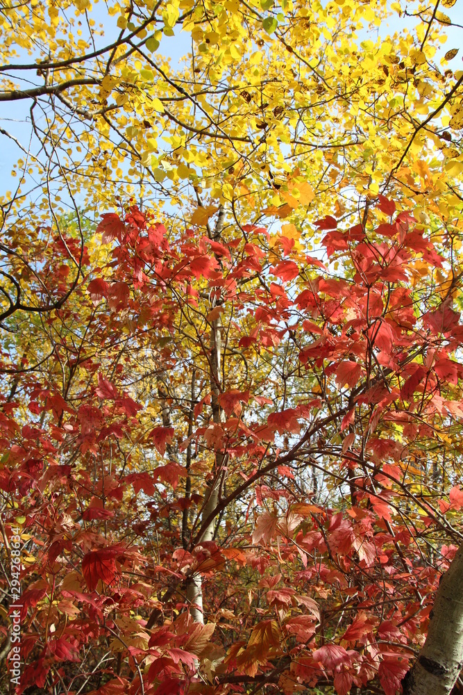 Autumn Colours In The Forest, William Hawrelak Park, Edmonton, Alberta Autumn Colours In The Forest, William Hawrelak Park, Edmonton, Alberta