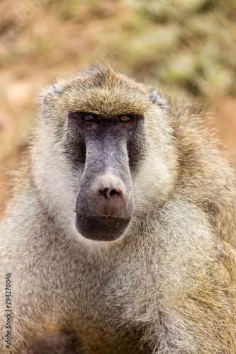A yellow baboon in Amboseli National Park