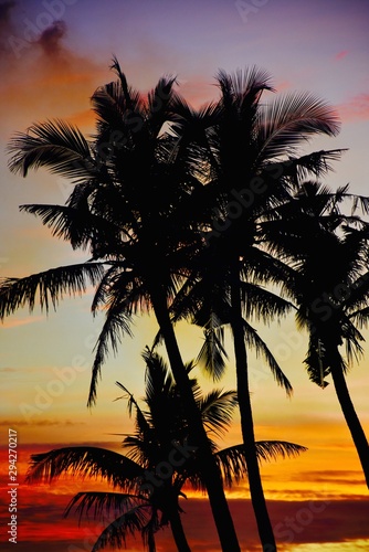 Sunset Palm