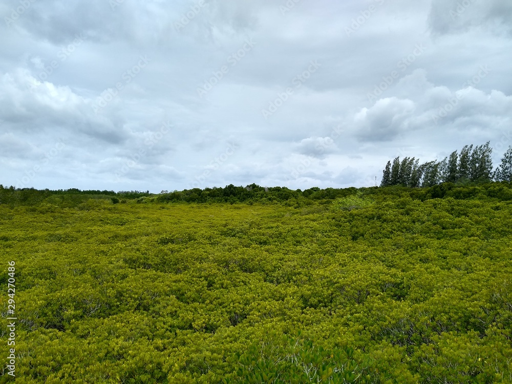 Fototapeta premium green field and blue sky
