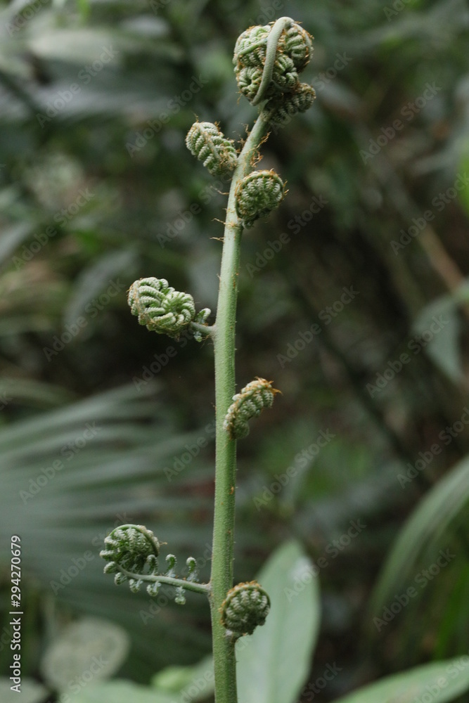 planta planta