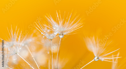 Dandelion with Water Droplets photo