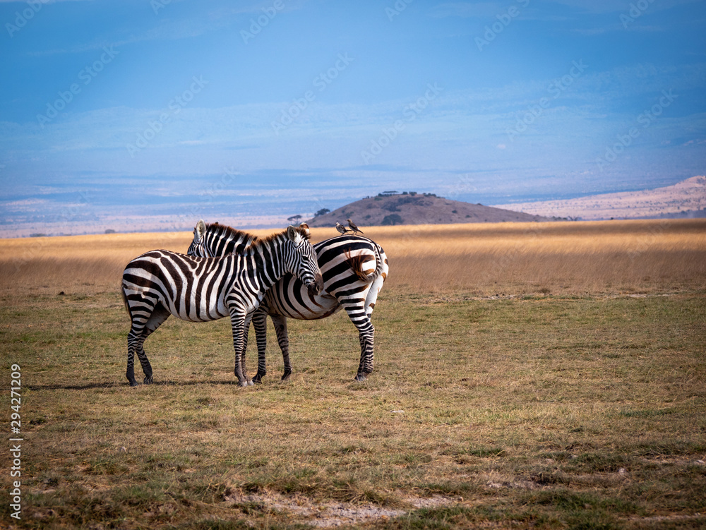 Naklejka premium Safari in Kenya