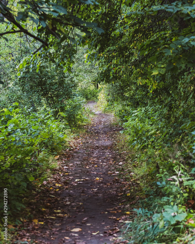 path in the forest