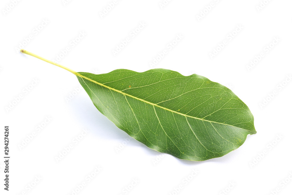 leaf isolated on white background leaf isolated on white background